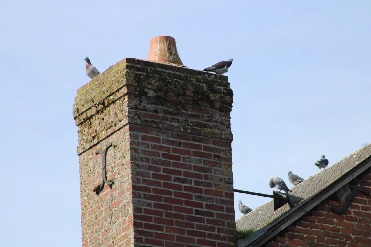 « Ils sont partout c'est affreux » : cette commune de Seine-Maritime espère se débarrasser des pigeons