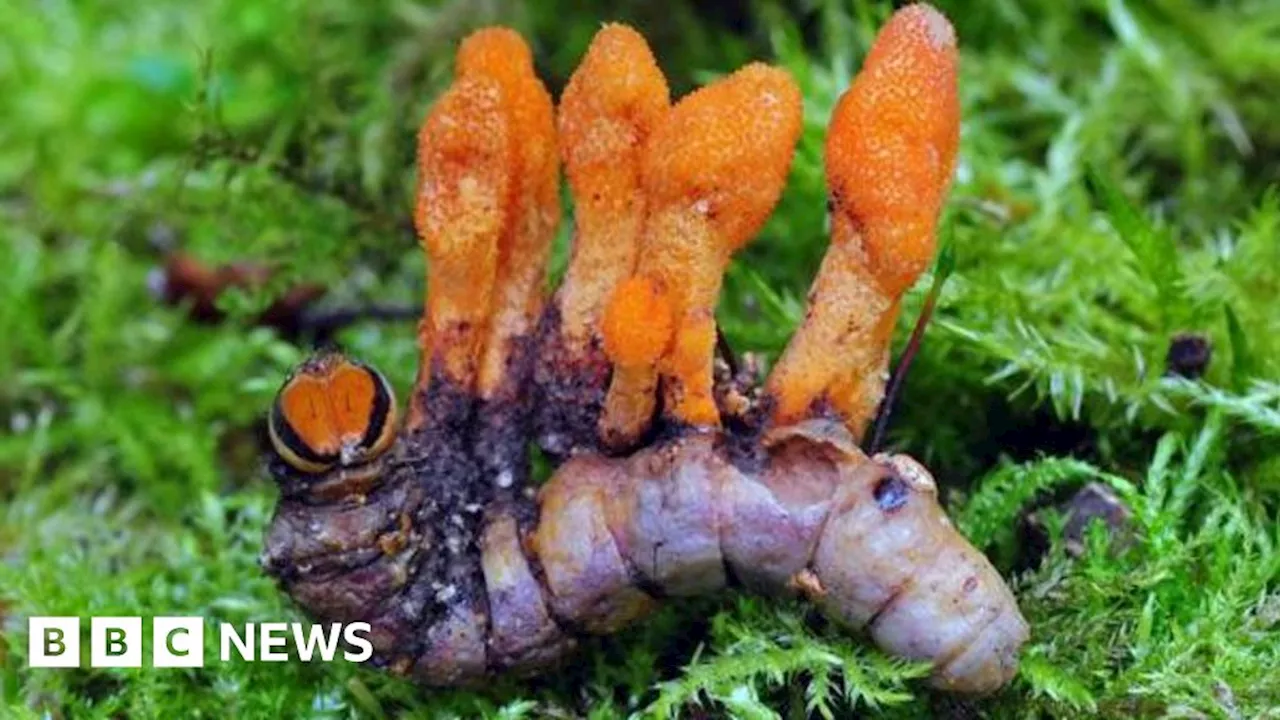 Caterpillar fungus 'could lead to new cancer treatments'