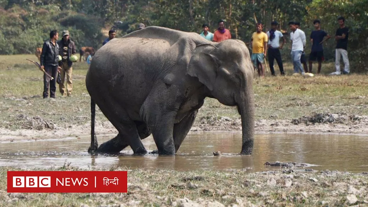 मध्य प्रदेशः बांधवगढ़ टाइगर रिज़र्व में इस वजह से हुई थी दस हाथियों की मौत