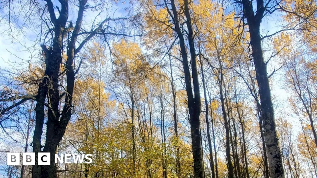 Cairngorms National Park launch initiative to save aspen trees