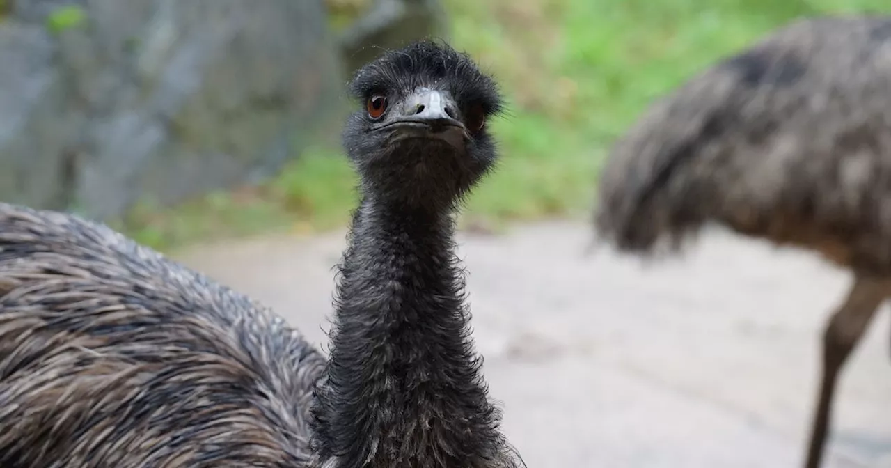 Belfast Zoo welcomes 'two magnificent emus'