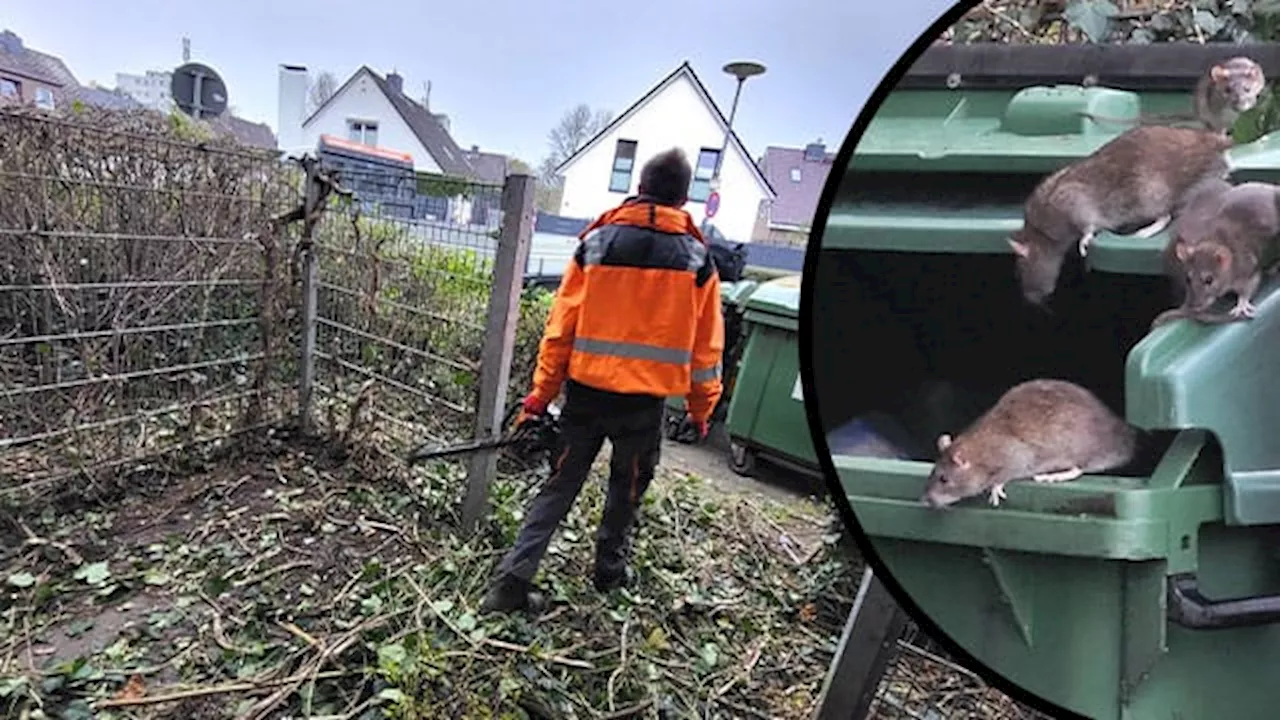 Rattenplage in Lübeck: Vermieter setzen mit Kettensäge gegen Nagetiere ein