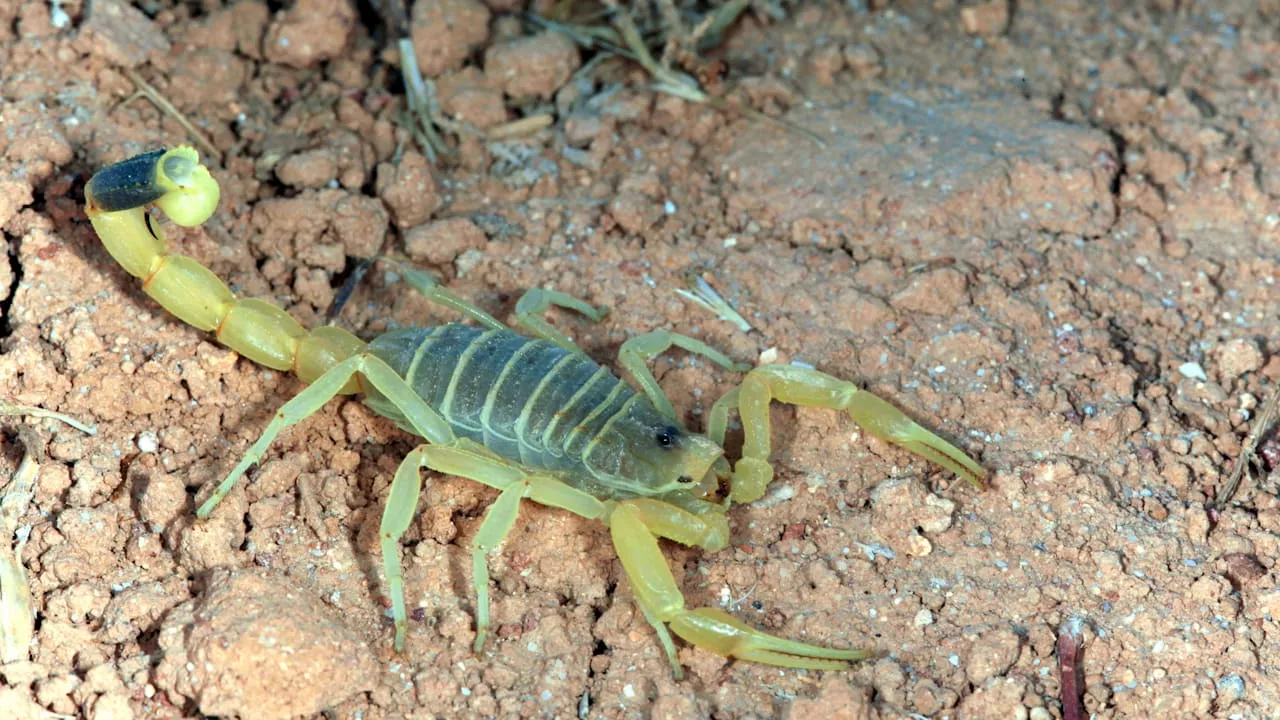 Tier steckte im Paket aus China: Giftiger Skorpion sticht Mutter (25)