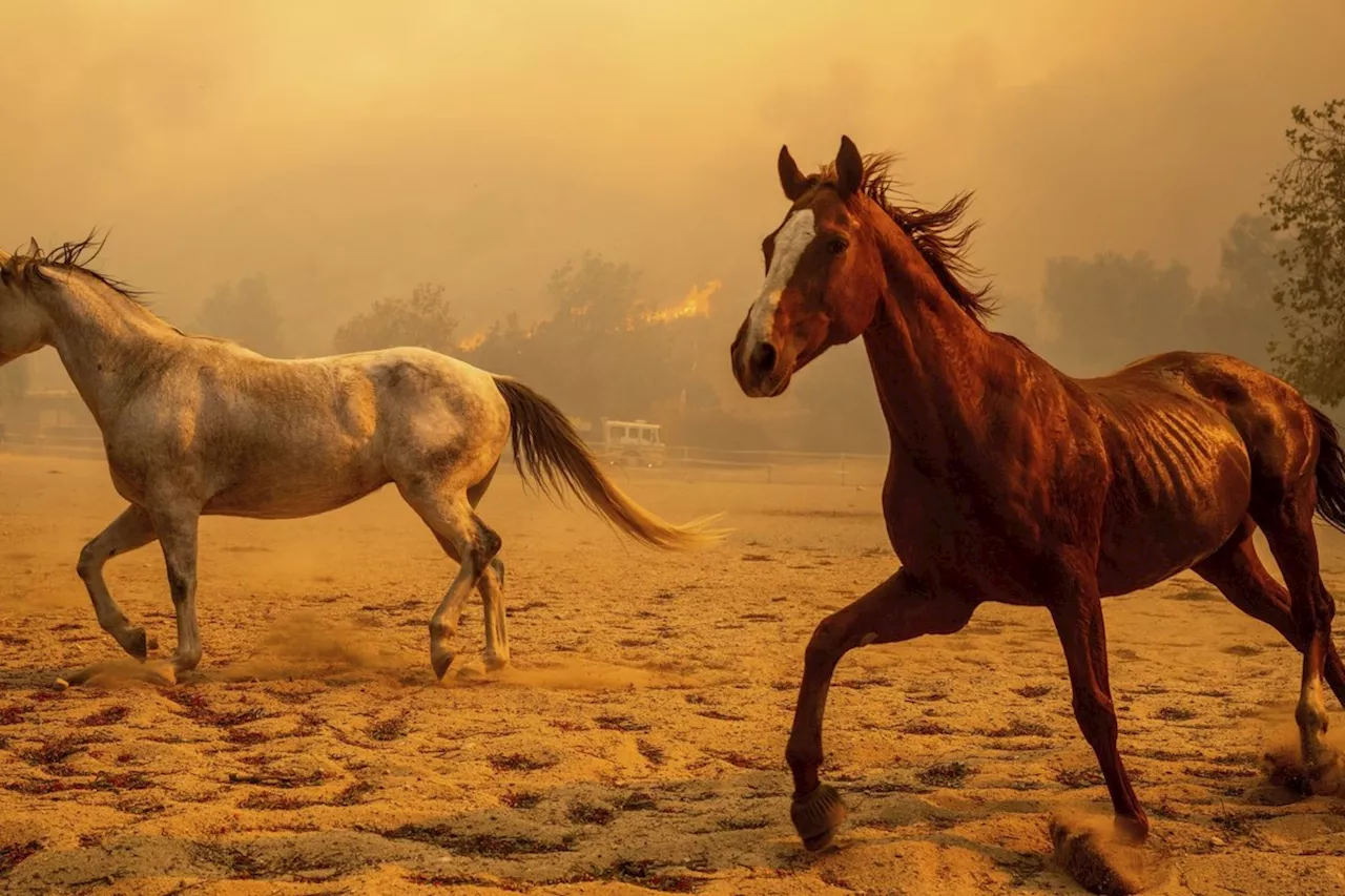 132 structures destroyed in Southern California wildfire as fierce winds expected to subside