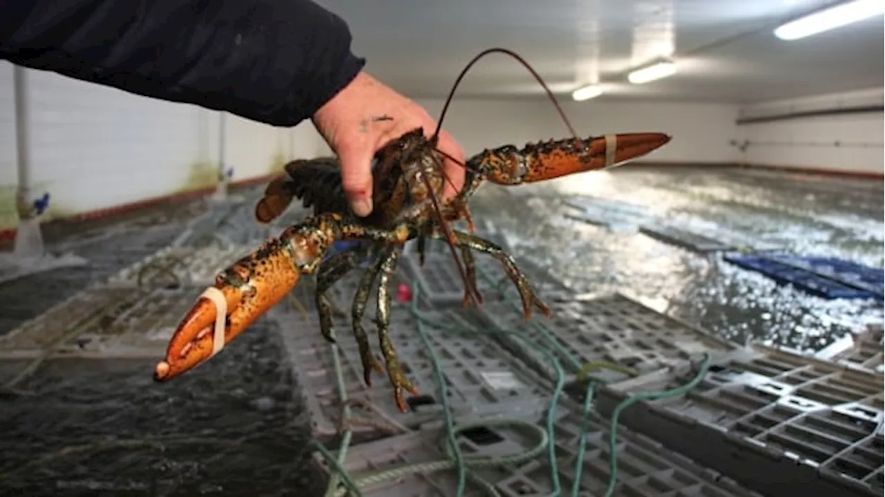 Federal memo estimates up to 30% of lobster catch in Atlantic Canada goes unreported