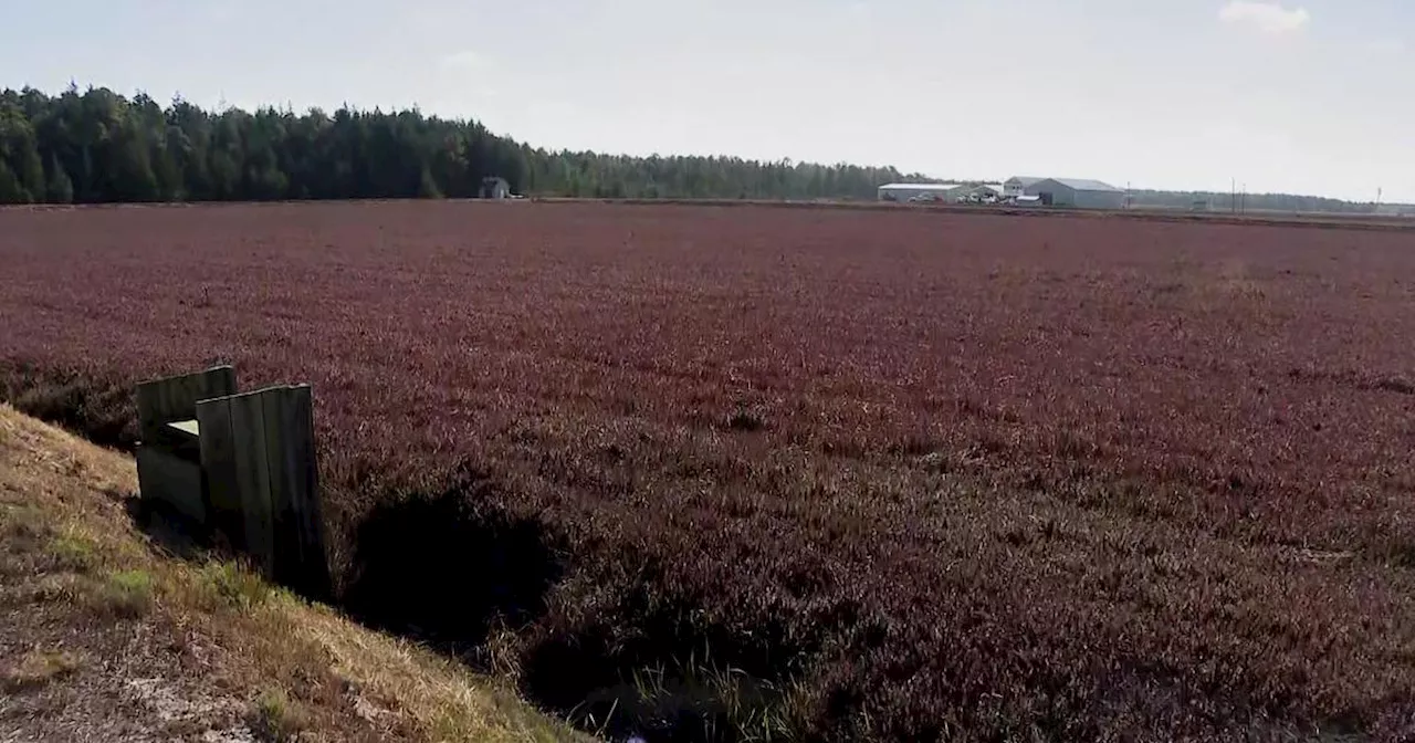 New Jersey drought puts stress on blueberry, cranberry harvests