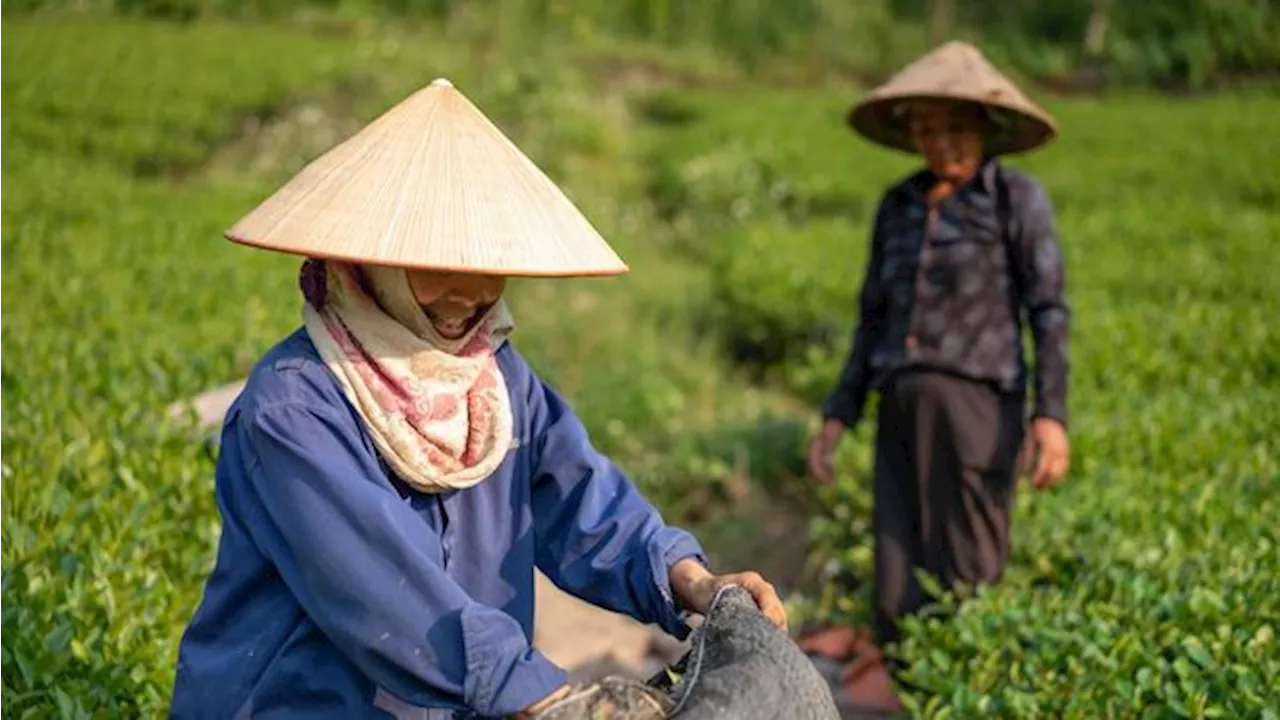 Catat, Ini Syarat Petani yang Bisa Dapat Subsidi Pupuk dari Pemerintah