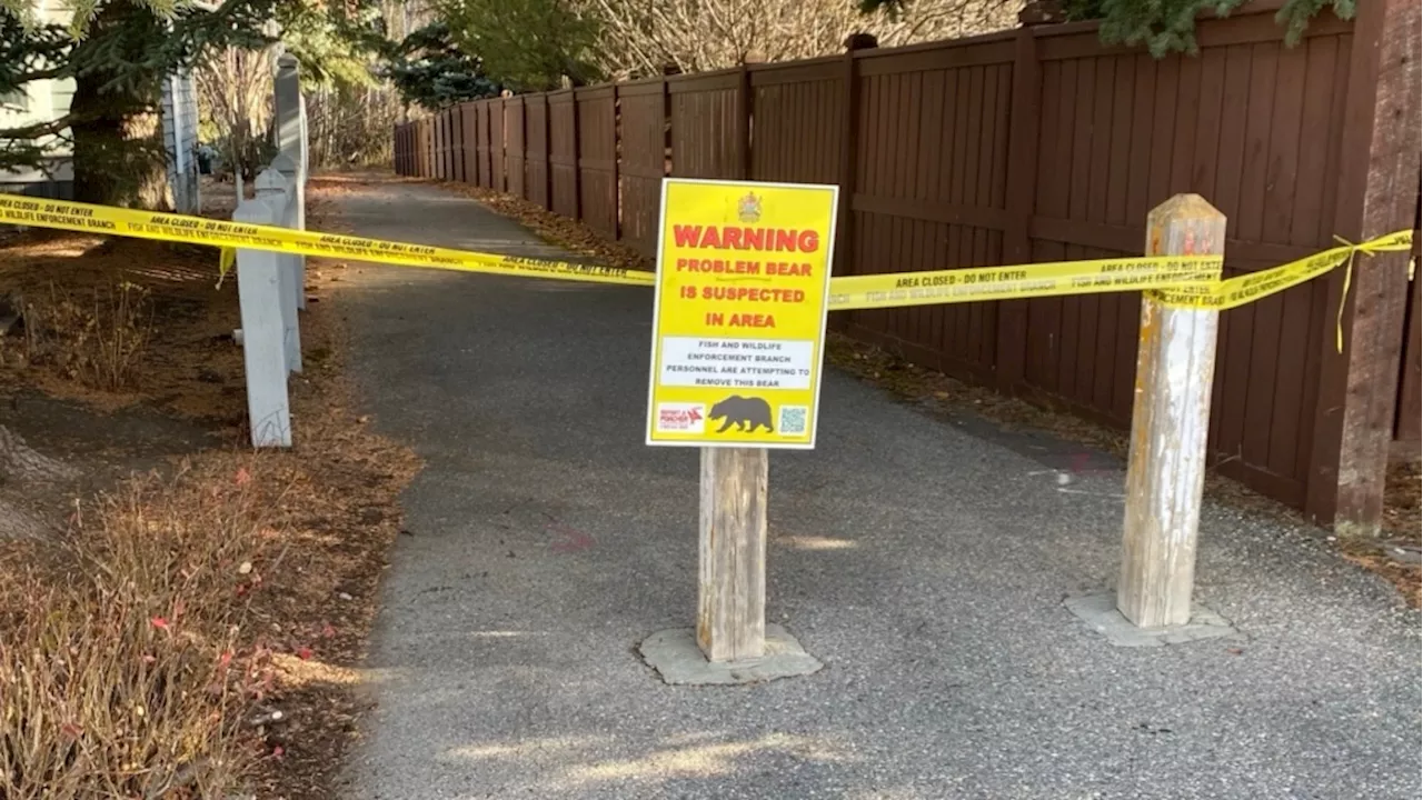 Traps set in Calgary's Fish Creek Park after black bear spotted nearby