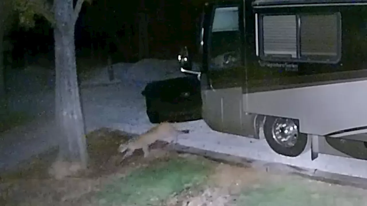 Video: Mountain lion sighting confirmed in Frisco, Lake Dallas