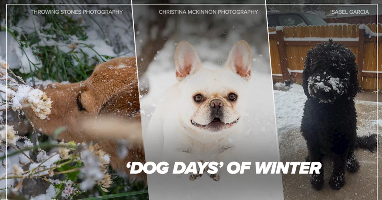 The 'dog days' of winter: Colorado pets and wildlife out in the snowstorm