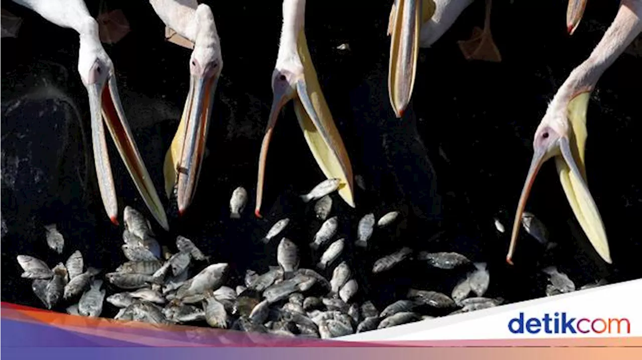 6 Burung Ini Tak Hanya Terbang tapi Bisa Menyelam di Air