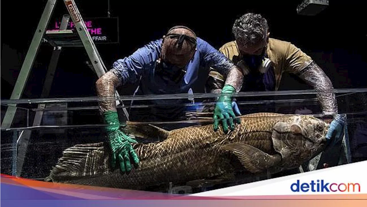 Ilmuwan Temukan Keturunan Ikan yang Punah 380 Juta Tahun Lalu, Dijuluki Fosil Hidup