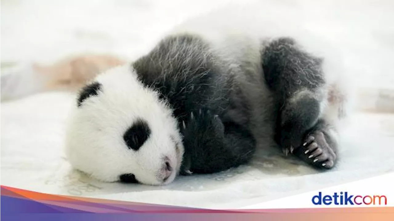 Panda Purba Hidup di Eropa Sebelum Migrasi ke China, Pemakan Daging Bukan Bambu