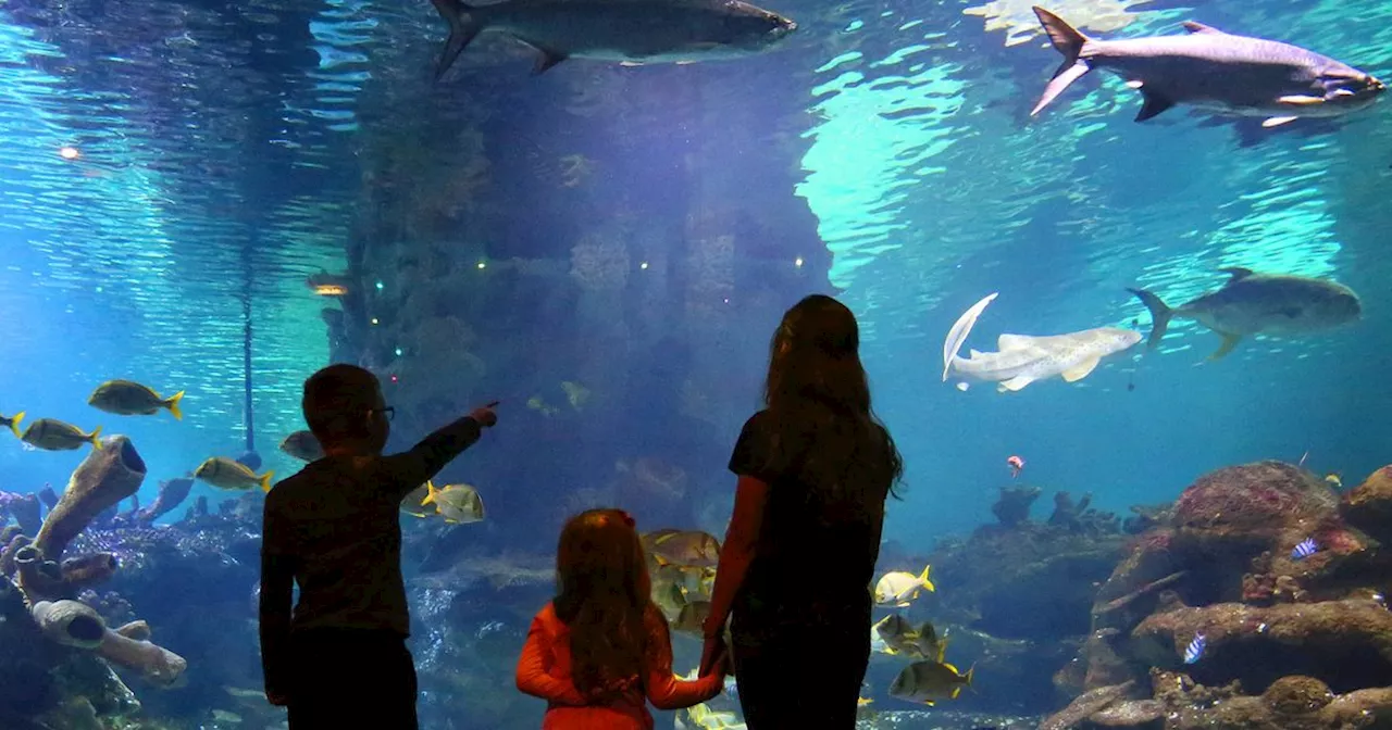 Blue Planet Aquarium offering kids the chance to swim with sharks