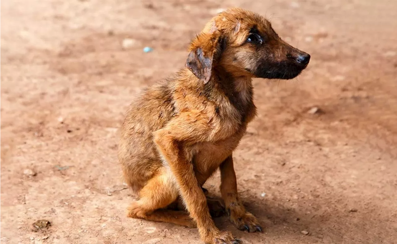 Diputados de CDMX buscan que alcaldías asignen presupuesto para bienestar animal; comisiones dan su visto bueno