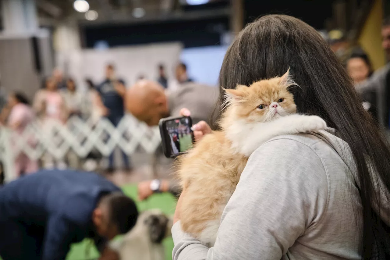 Uber Pet llega a Colombia: así funciona la nueva opción de la app