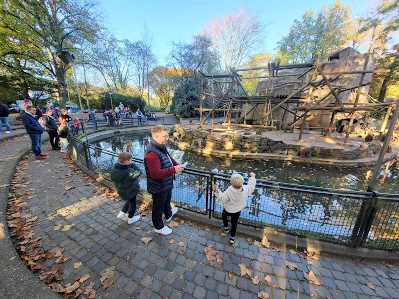 Kölner Zoo: Taco-Abschied, Nashorn-Neuzugang hat „Auftrag Liebe“