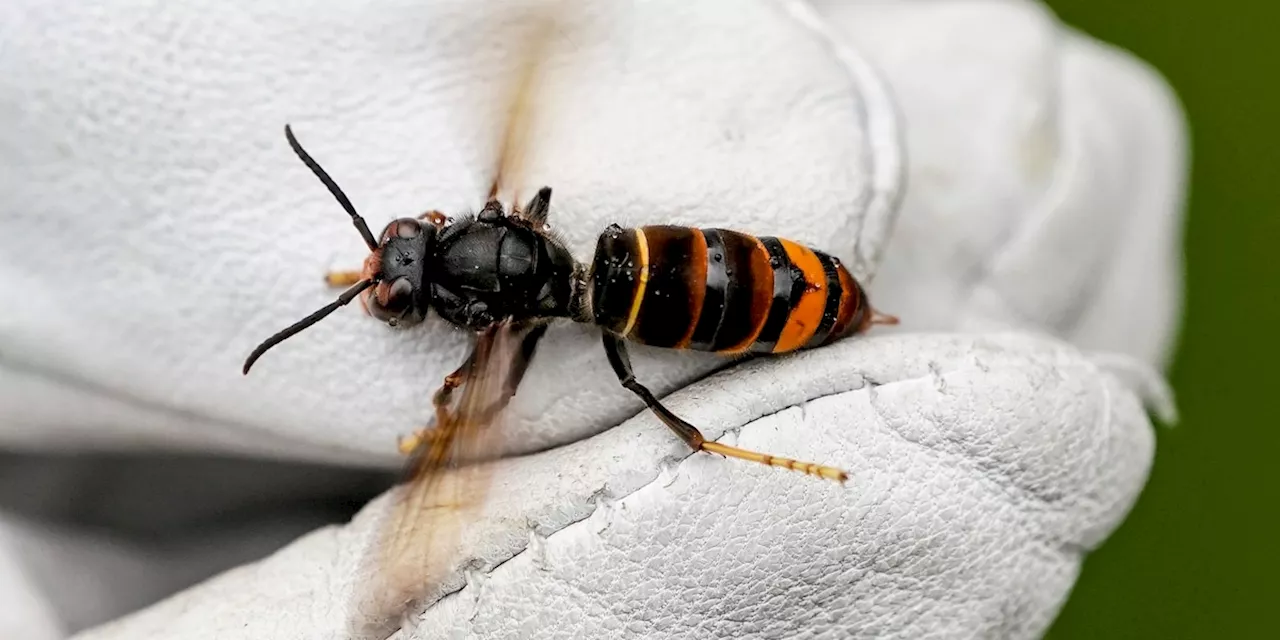 Asiatische Hornisse greift selbst im Winter an - was Sie tun können