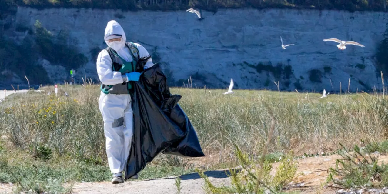 Vogelgrippe befällt das Gehirn von Robben - was das für Menschen bedeutet