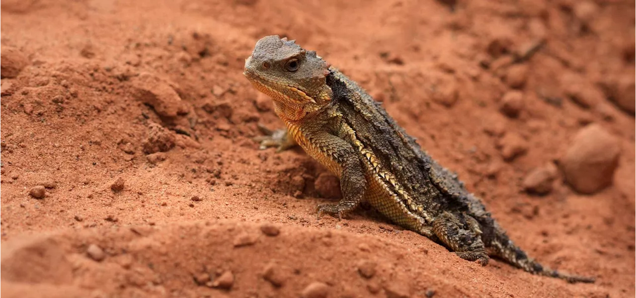 Meet The 5-Inch Lizard That Shoots Blood At Its Predators—From Up To 5 Feet Away