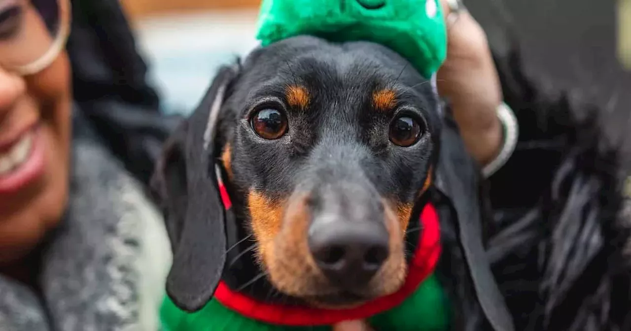 Hundreds of sausage dogs invited to Glasgow 'pup up' Christmas event