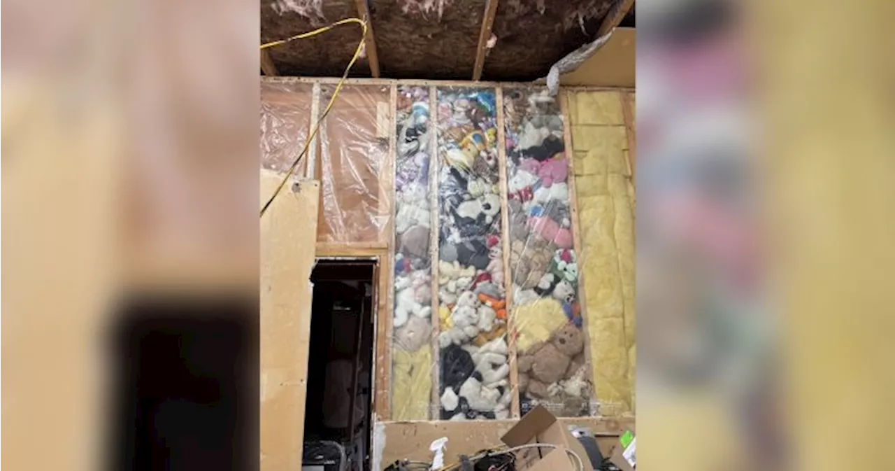 Couple finds 115 stuffed animals hidden in walls during B.C. renovation