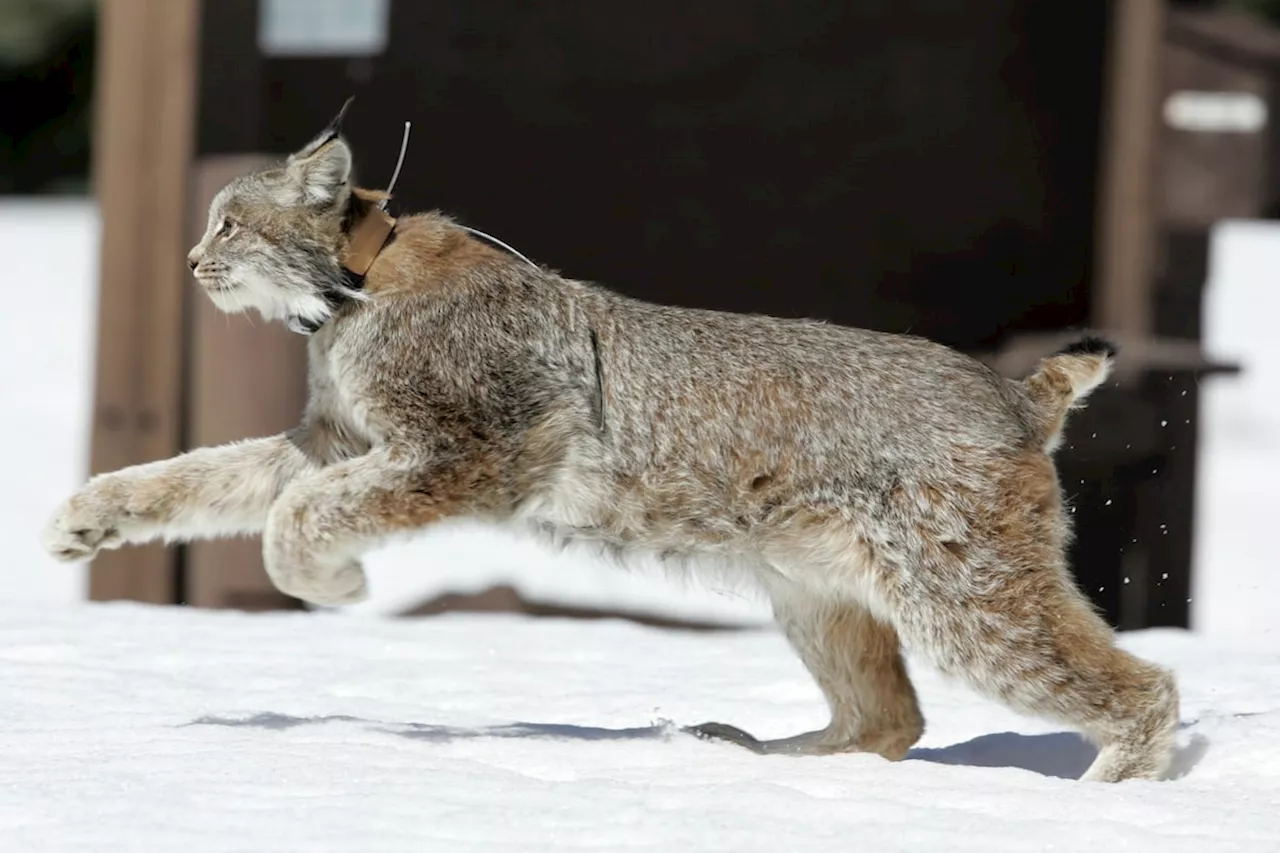 Alberta forestry minister says wolverine, lynx trapping limits lifted to gather data