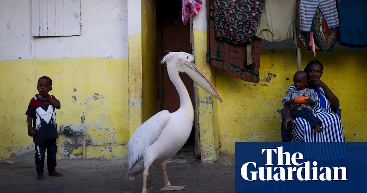 Week in wildlife in pictures: a strolling pelican, a venomous newt and a psychedelic swamphen