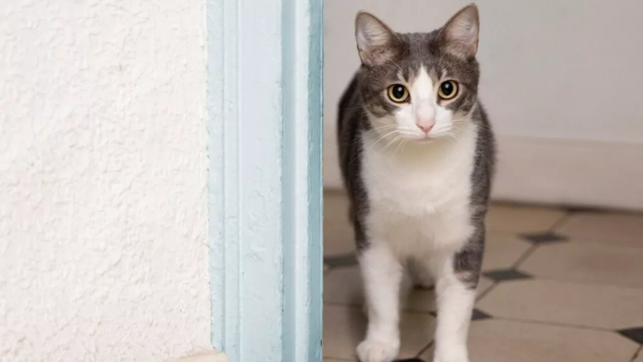 Especialistas demuestran cómo es que marcan territorio los gatos