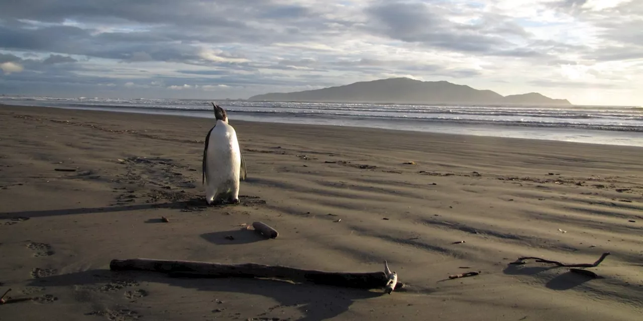 Un pinguino imperatore è arrivato per sbaglio in Australia