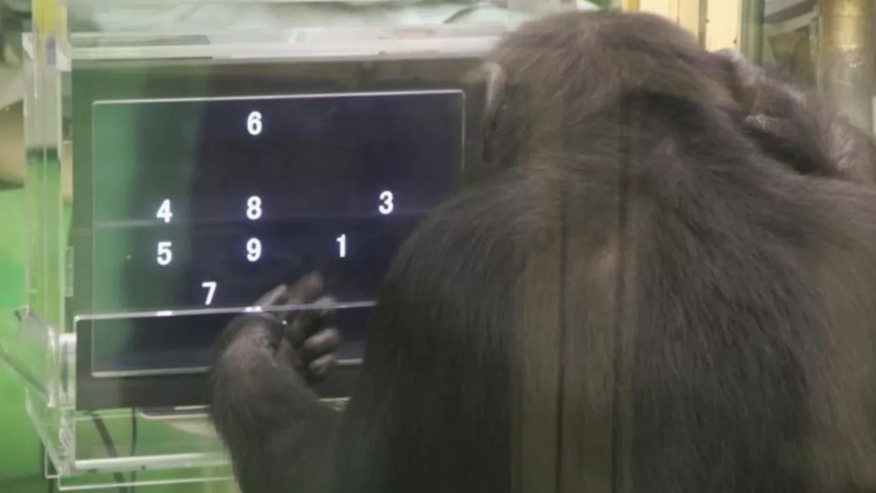 Chimpanzees show surprising computer skills when watched by more humans: Study