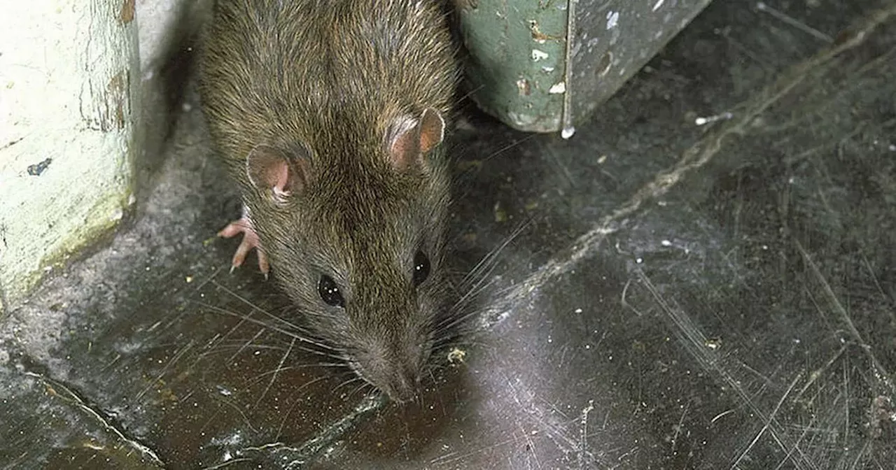 Hospital calls pest control 80 times for infestations of rats, mice, and insects