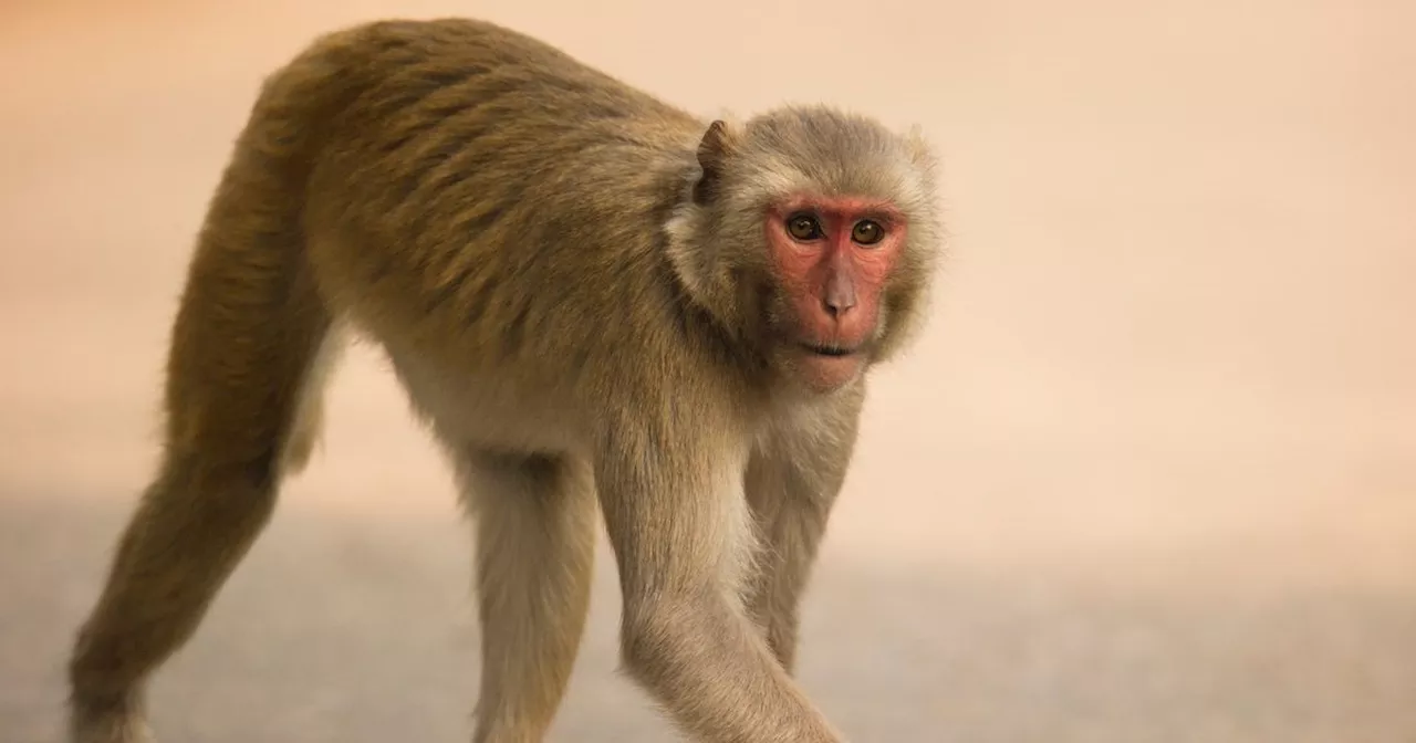 Major police update over 43 monkeys who escaped after worker left door open