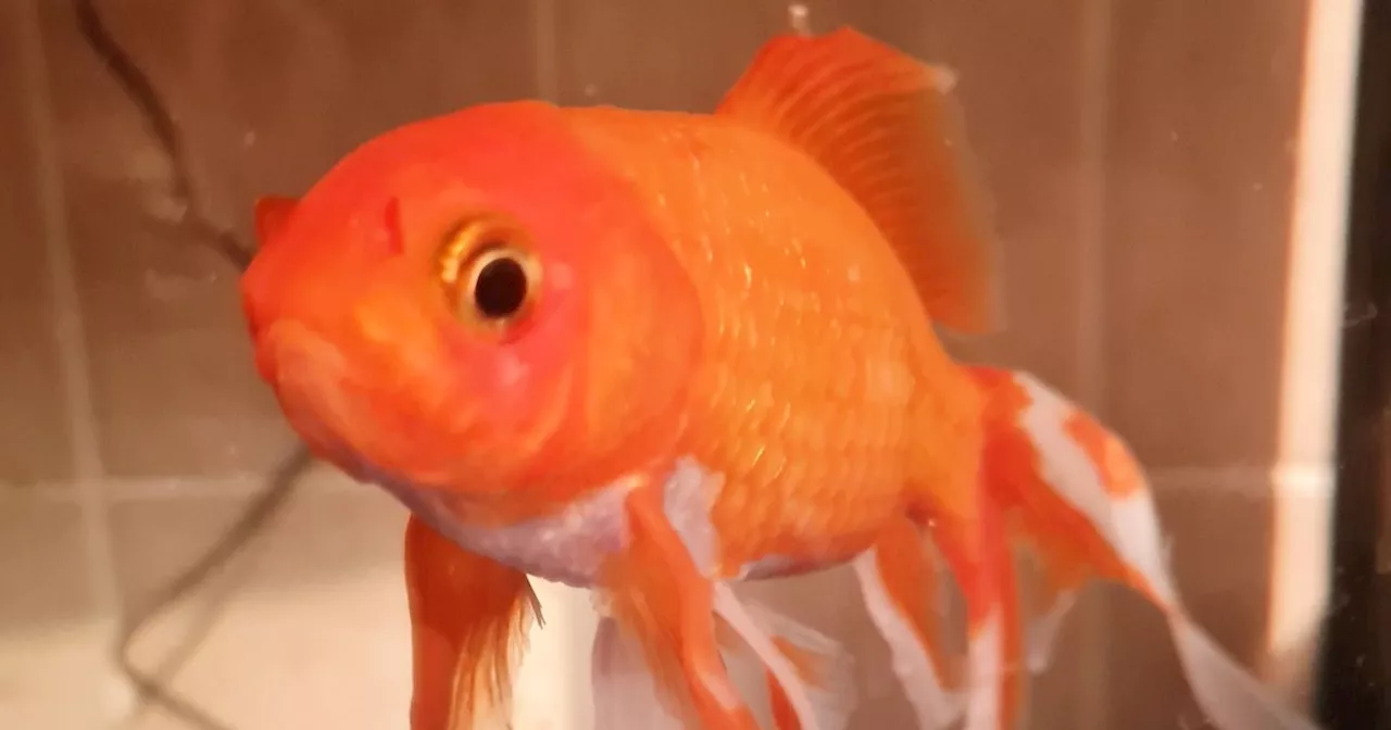 Mayo family's 17-year-old goldfish saved by hero vet with astonishing surgery