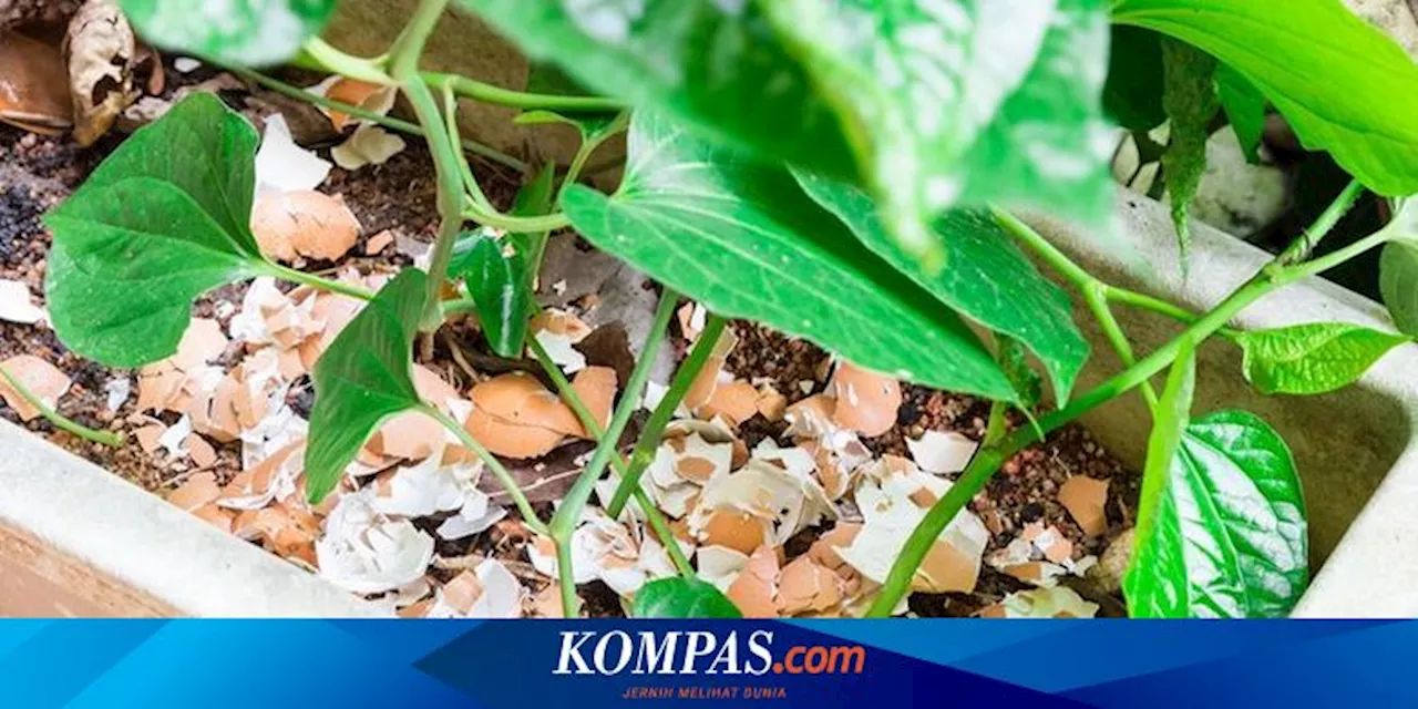 10 Sisa Makanan Dapur yang Dapat Menyuburkan Tanaman