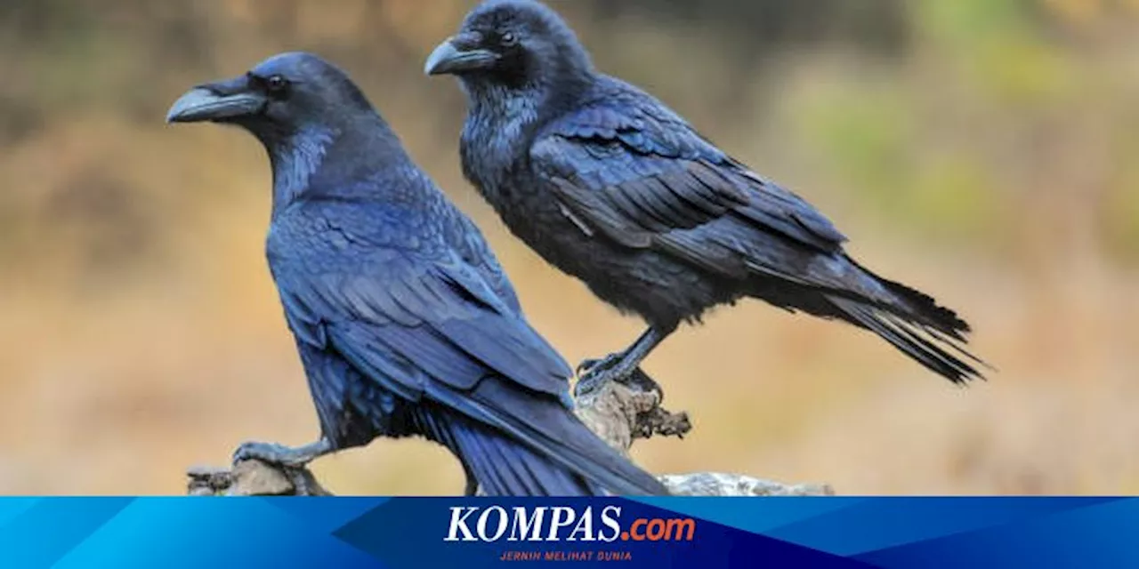 Burung Gagak Bisa Simpan Dendam 17 Tahun, Ceritakan Pengalaman Buruknya ke Kerabat