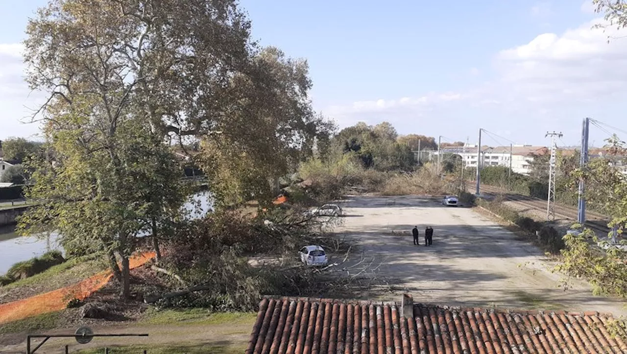 LGV Bordeaux-Toulouse : des alignements de platanes condamnés, les militants attaquent en justice