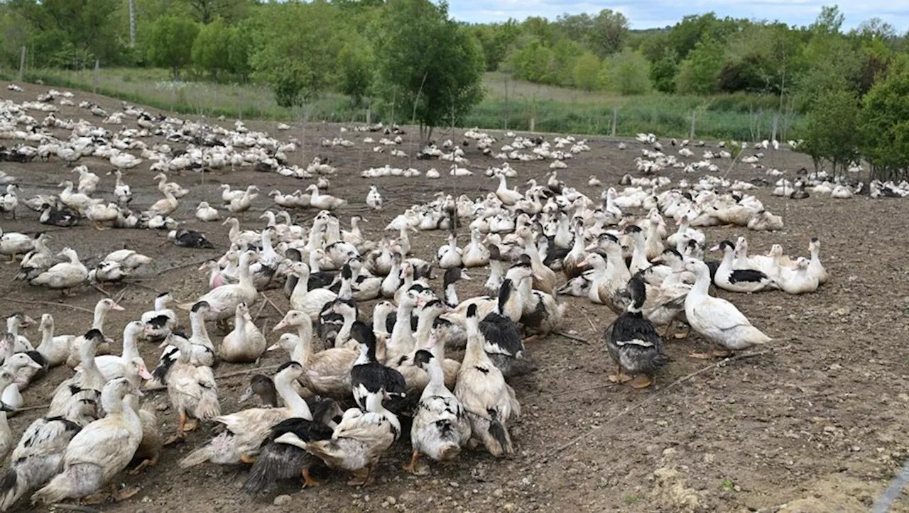 Grippe aviaire : le risque va passer de 'modéré à 'élevé' samedi en France