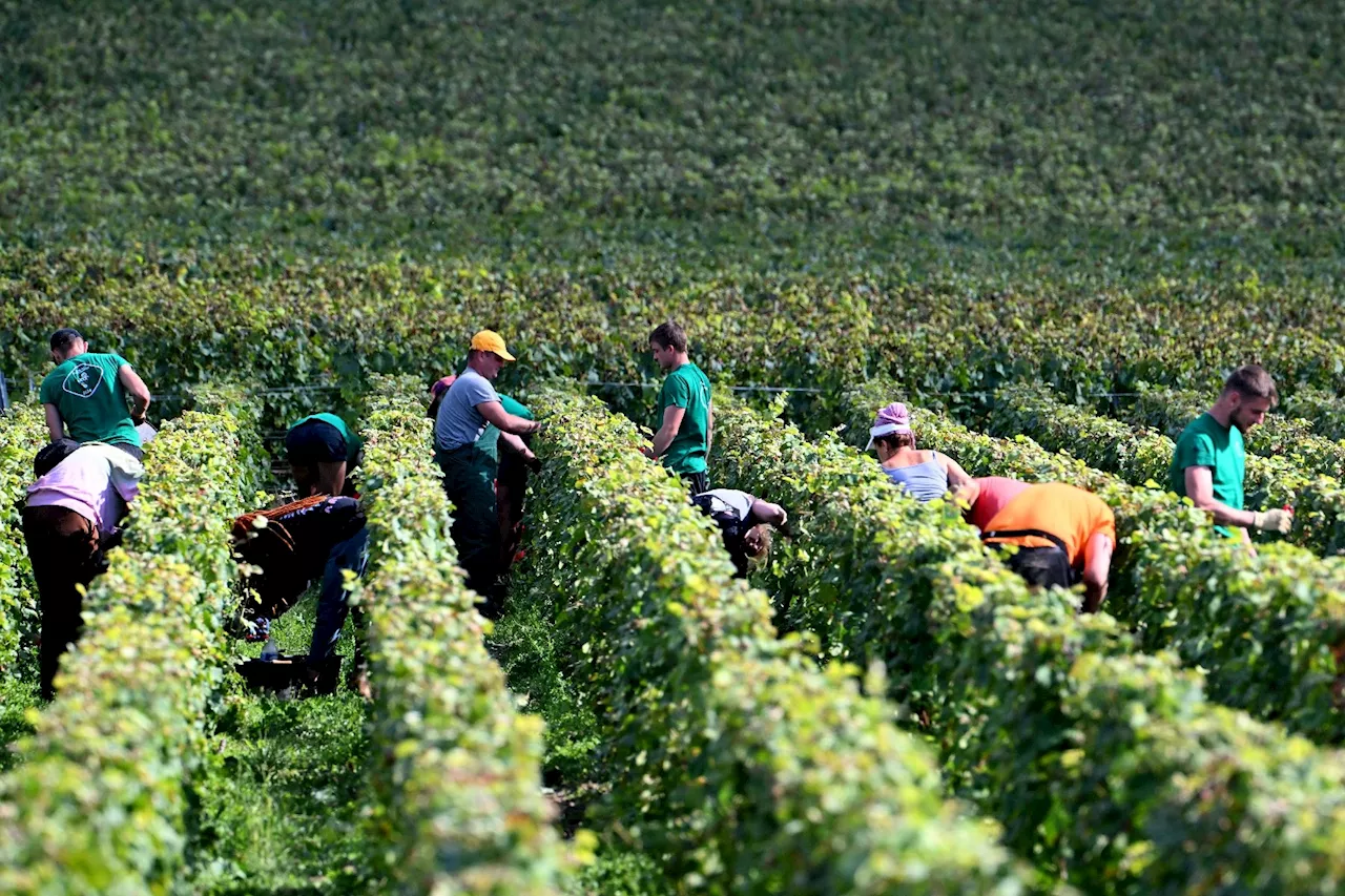 Les intempéries ramènent les vendanges françaises 2024 à des niveaux historiquement bas