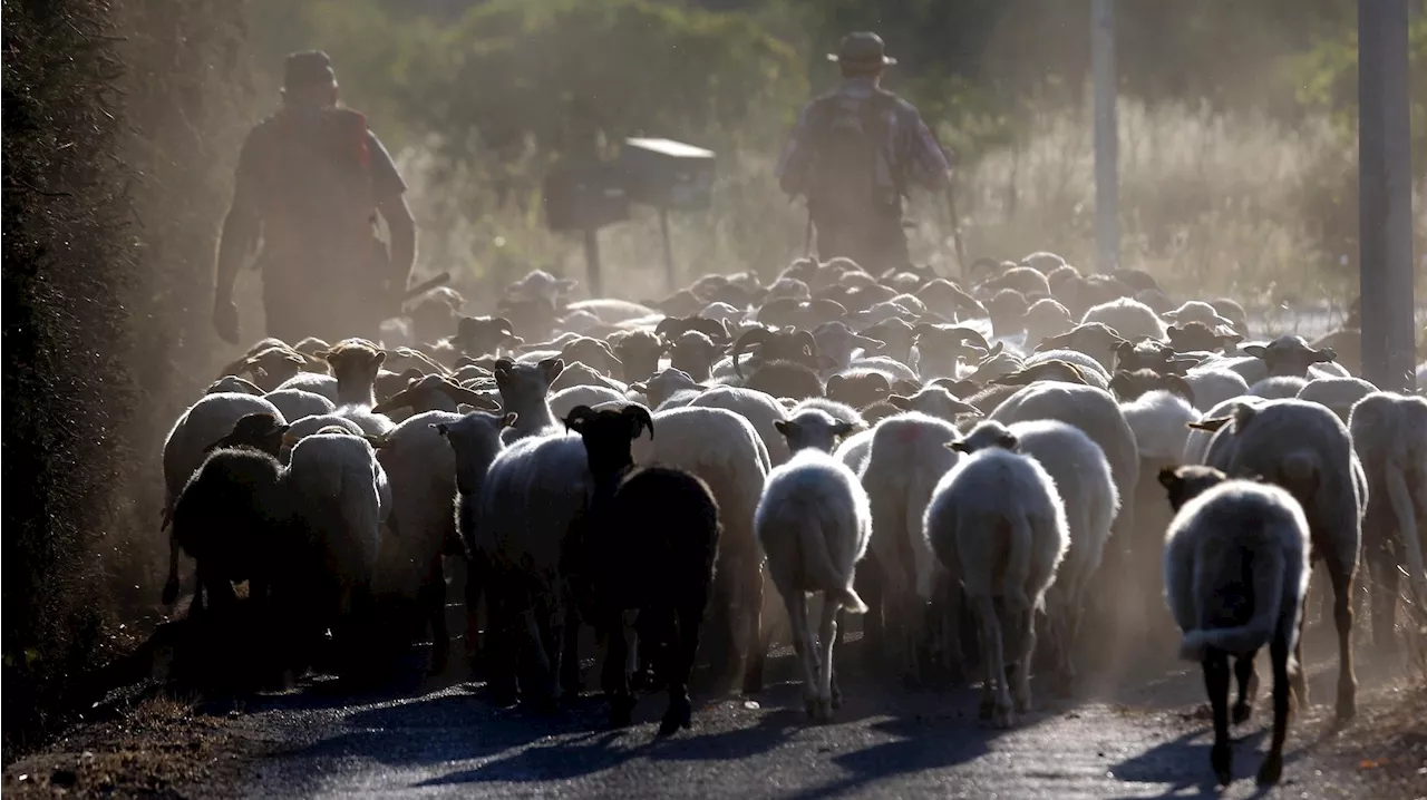 Un premier foyer de sérotype 3 de fièvre catarrhale ovine découvert en Corse