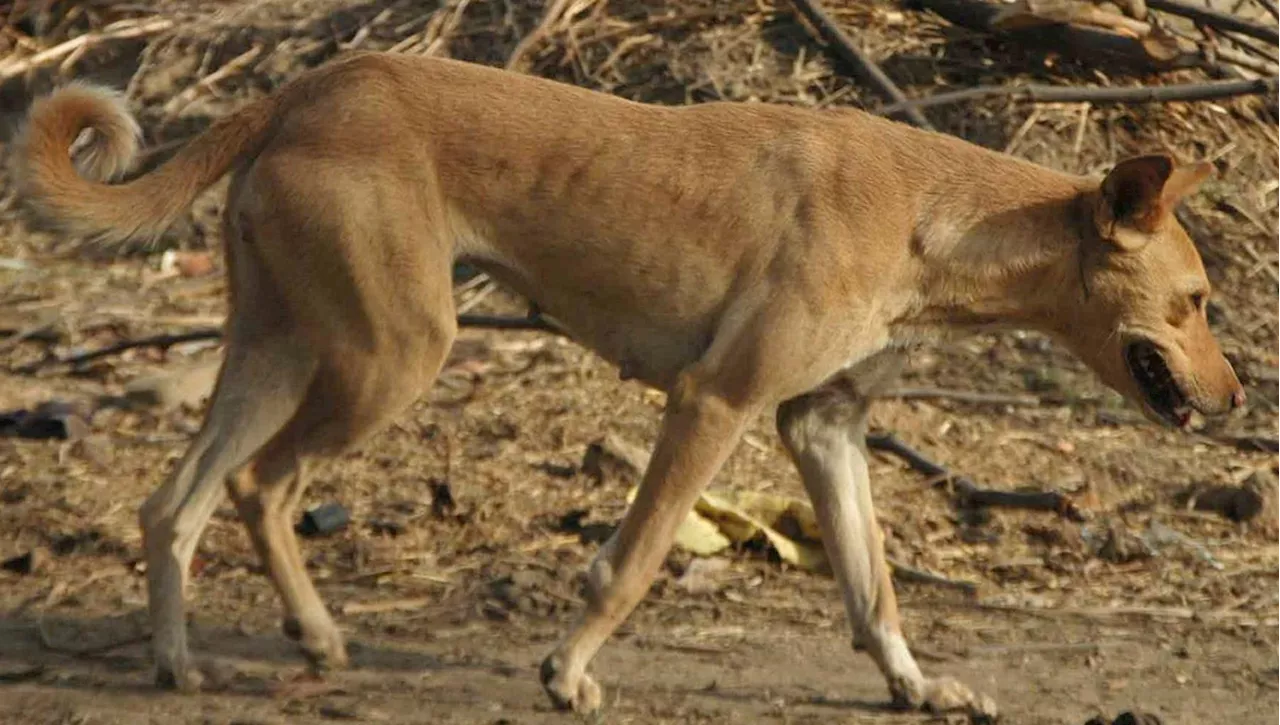 “Riccioli d'oro”, ecco come sarebbe l'unica razza di cane al mondo se non esistessero gli esseri umani