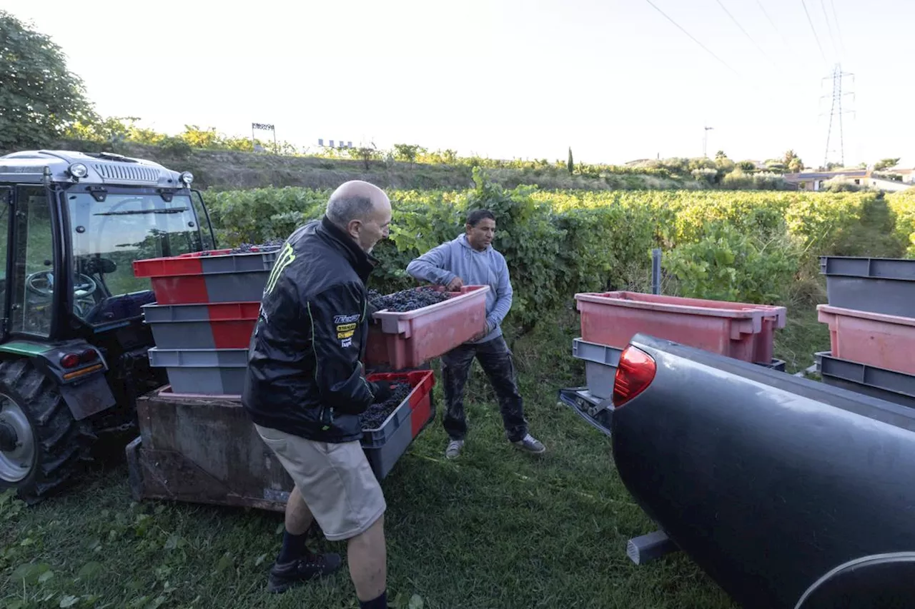 Vendanges 2024 : la production viticole attendue en recul de 23 % en raison des conditions météorologiques