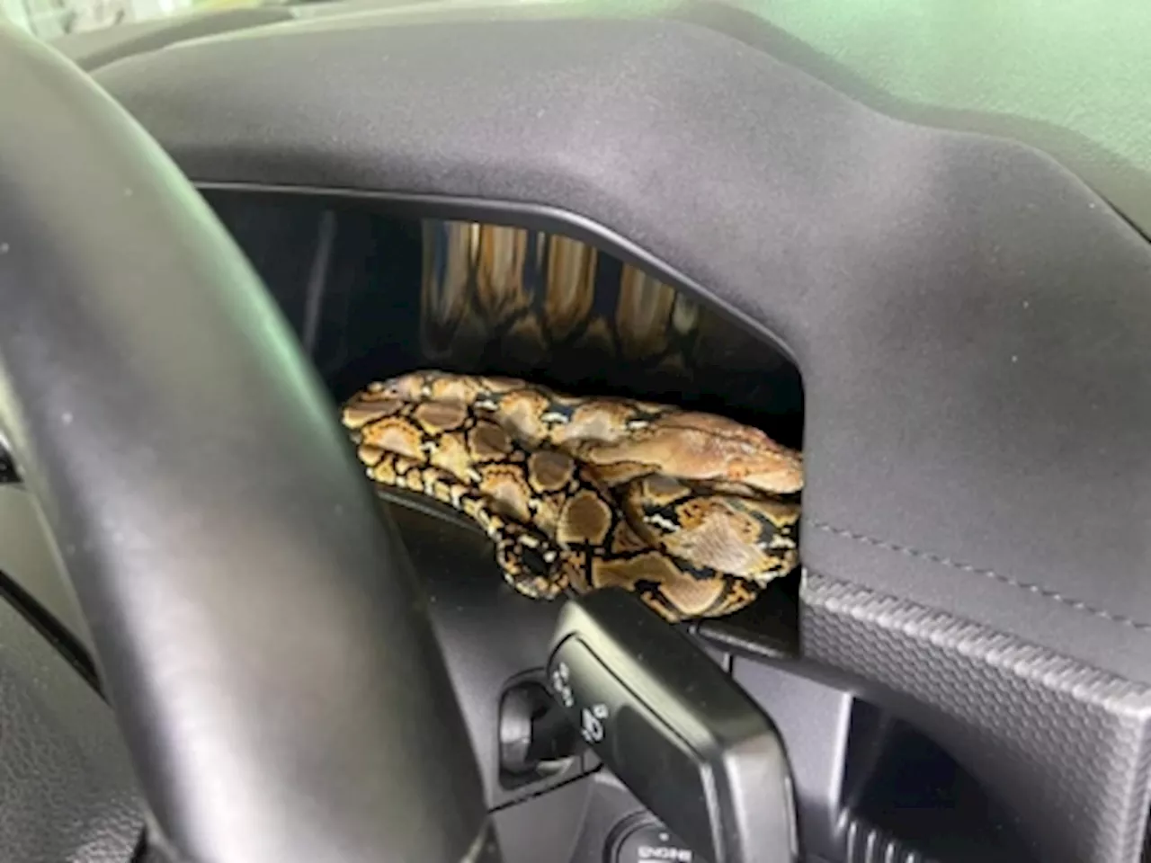 How’s that for a wake-up call? Commuter finds python snuggled on truck dashboard in Labuan