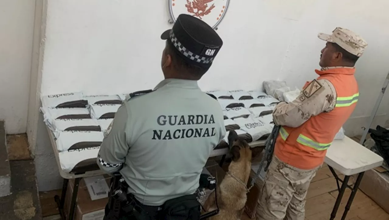 Interceptan cocaína y mariguana tras operativo en Aeropuerto de Tijuana, BC