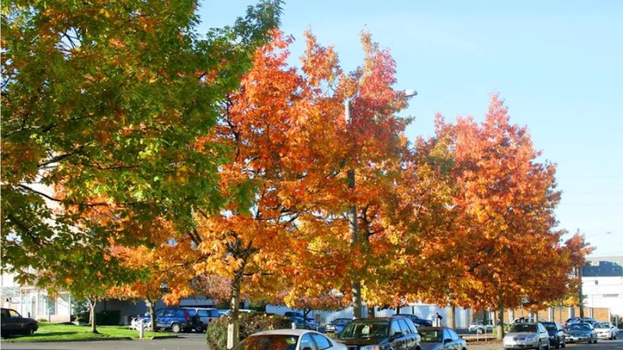 Weekend event digest: Numerous fall activities to choose from