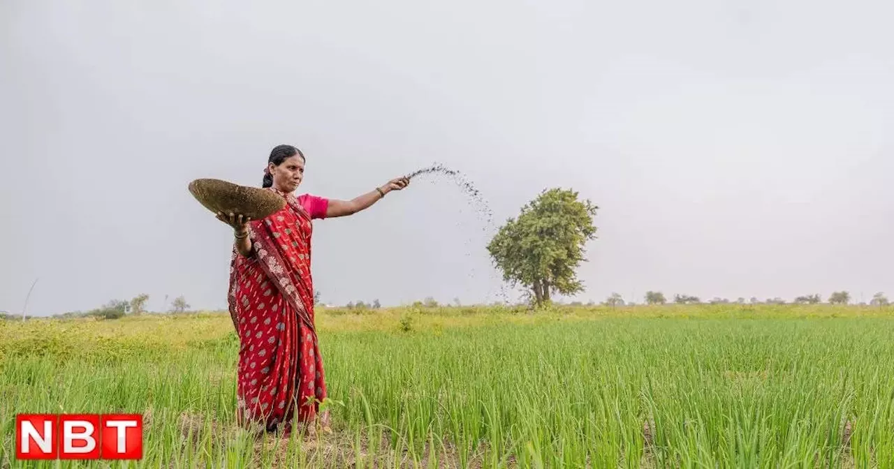 Rajasthan Weather Update: दिन में हल्की गर्मी और रात में गुलाबी सर्दी, अगला हफ्ता सर्दी वाला होगा! पढ़ें राजस्थान में आज का मौसम