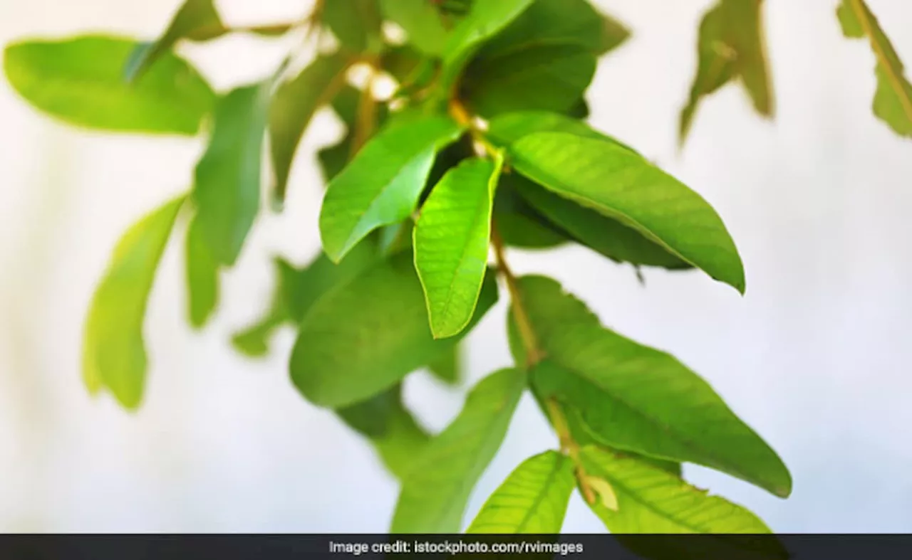 बालों पर इस फल के पत्तों का लगा लिया हेयर पैक, तो कैराटिन जैसा दिखने लगेगा असर