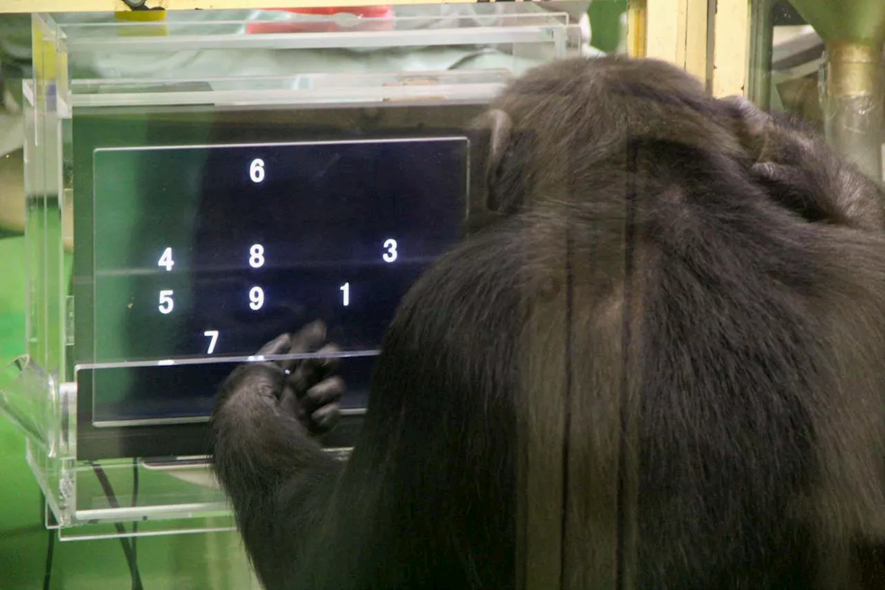 Chimps do better at difficult tasks when they have an audience