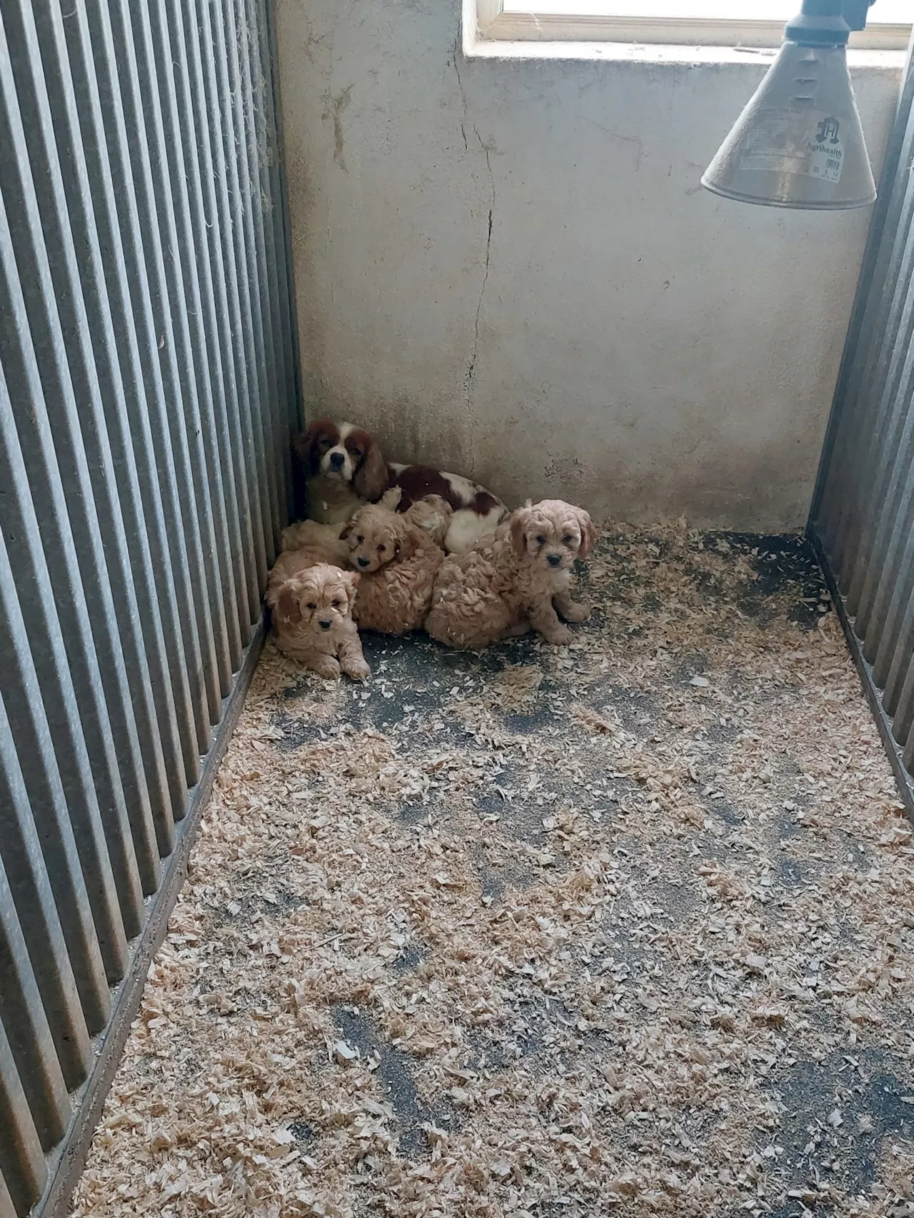 ISPCA issues puppy farm warning after Cork animal cruelty case