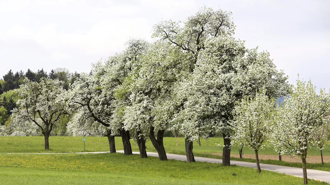 Klimawandel: Streuobstanbau wird in manchen Regionen zum Problem